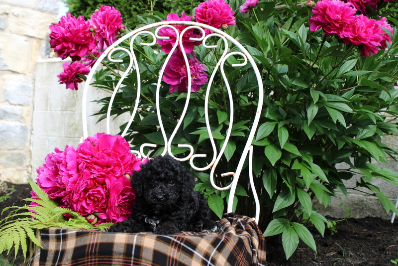 puppy, for, sale, Mini Bernedoodle, Matthew B. Stoltzfus, dog, breeder, Gap, PA, dog-breeder, puppy-for-sale, forsale, nearby, find, puppyfind, locator, puppylocator, aca